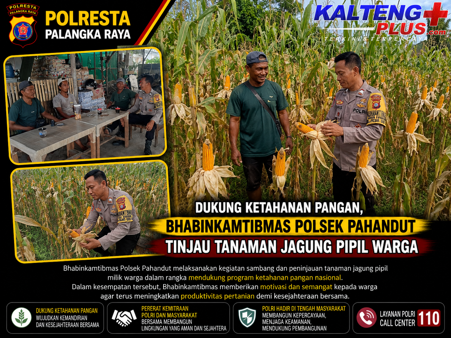 Dukung Ketahanan Pangan Bhabinkamtibmas Polsek Pahandut Tinjau Tanaman Jagung Pipil Warga