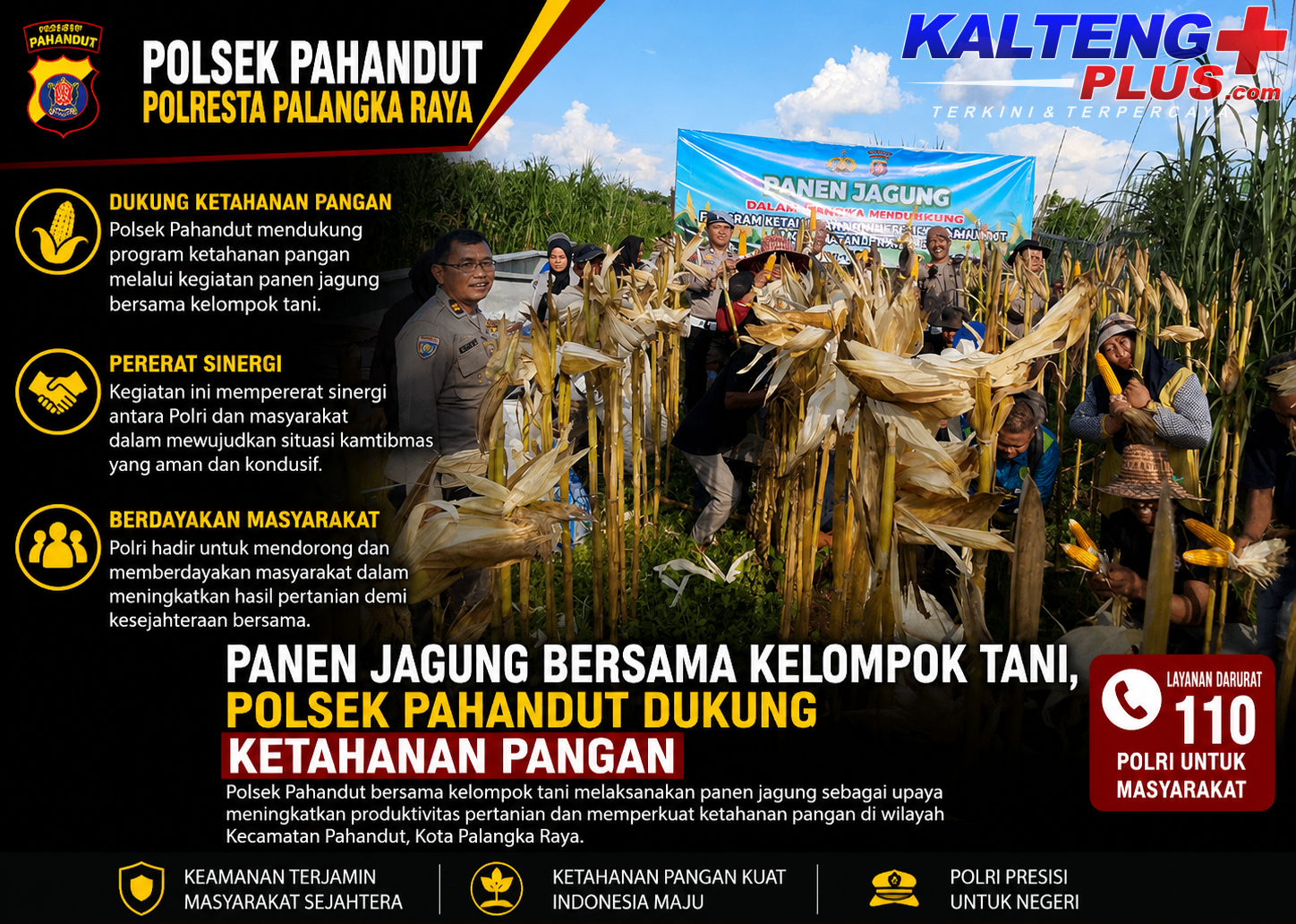 Panen Jagung Bersama Kelompok Tani Polsek Pahandut Dukung Ketahanan Pangan