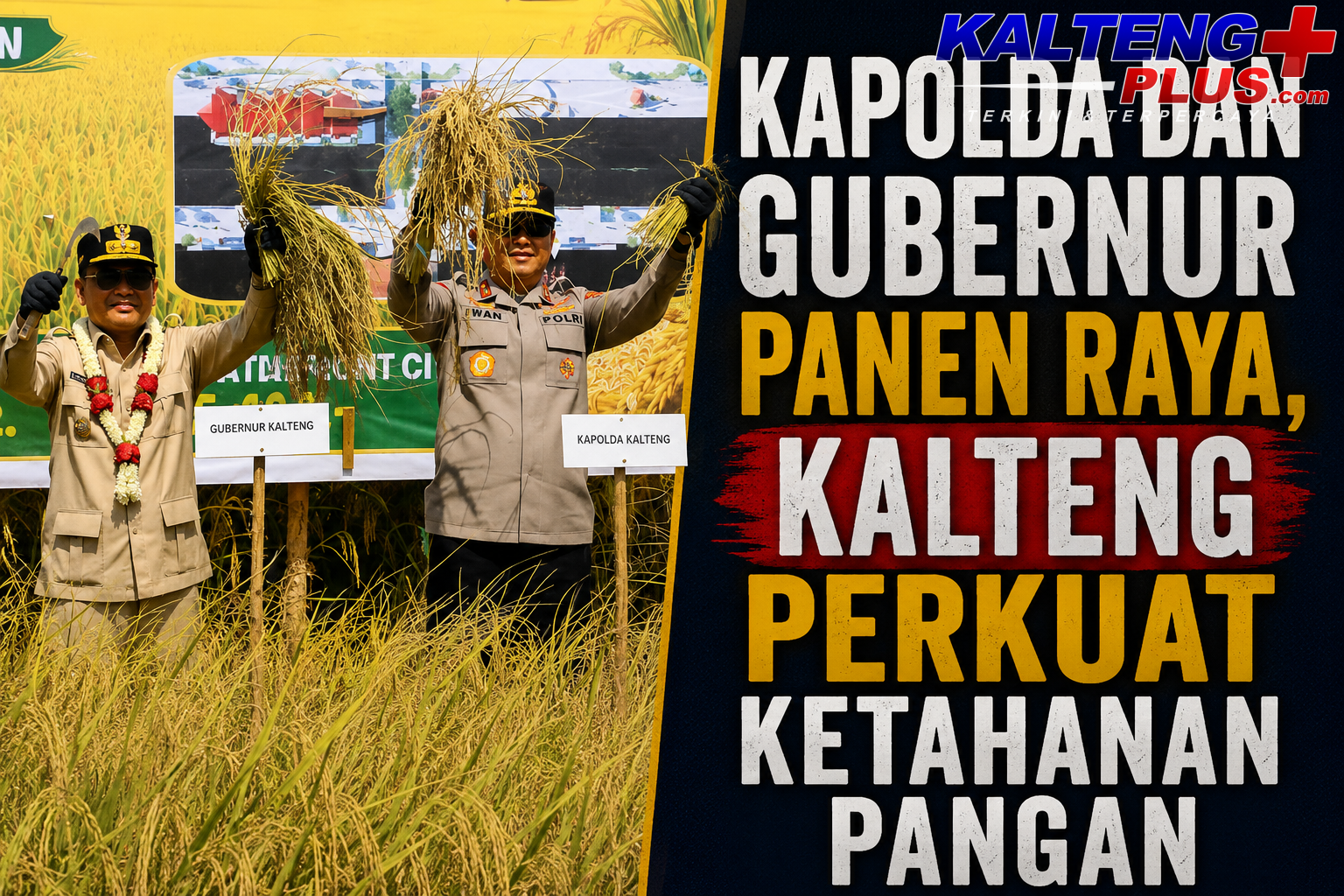 kapolda dan gubernur panen raya kalteng perkuat ketahanan pangan