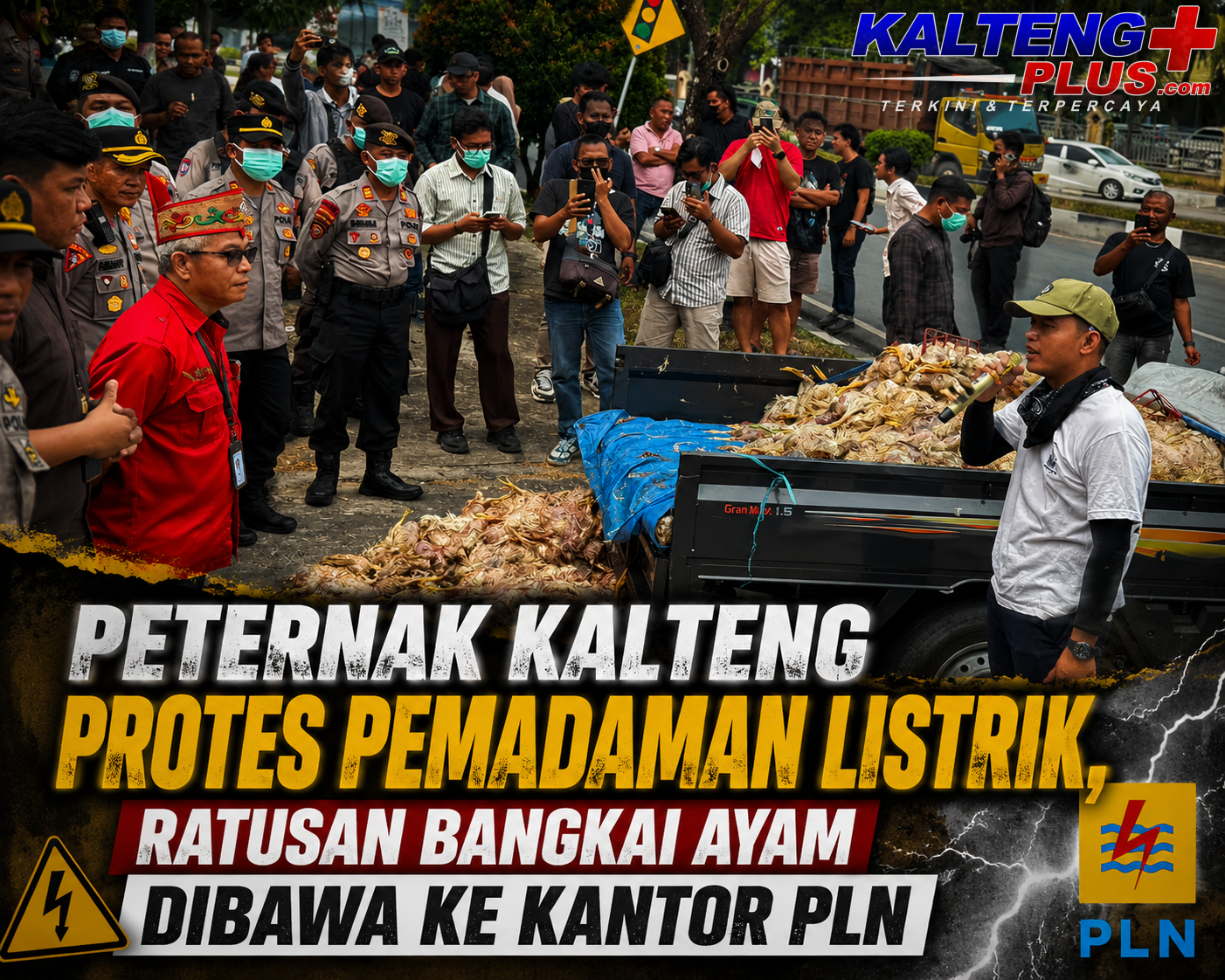 peternak kalteng protes pemadaman listrik ratusan bangkai ayam dibawa ke kantor pln