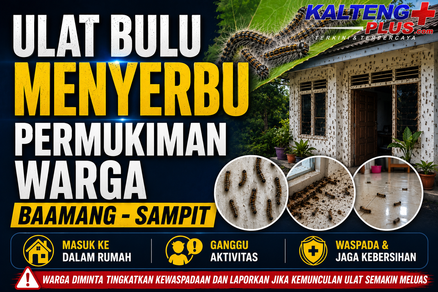 ulat bulu serbu permukiman warga di sampit aktivitas dan waktu istirahat terganggu